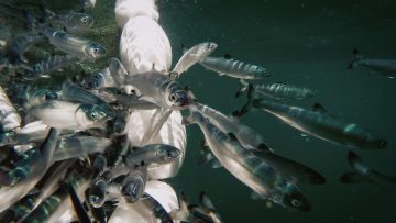 Juvenile Salmon Program into its 5th year