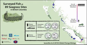 Human disturbance reduces diversity among seagrass fish communities