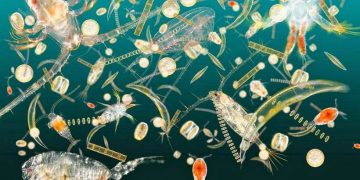 The Ocean’s Hidden Food Web