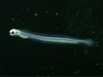 Researching microplastics in BC marine food webs