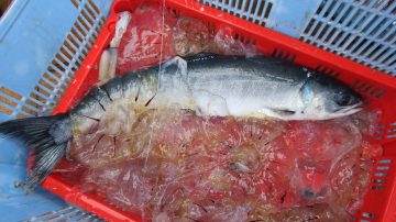 Investigating salmon mysteries on the high seas