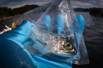 Overlooked Sea Louse May Be a Big Problem for Salmon