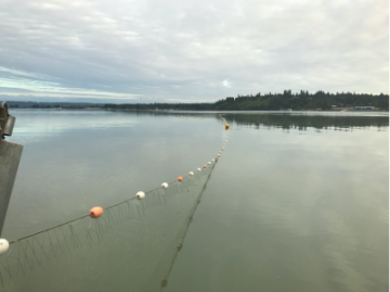 Researchers deploy a new tool to study Chinook salmon fat content on the Fraser River