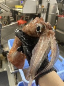 International Year of the Salmon Expedition helps IOF researchers map North Pacific food webs