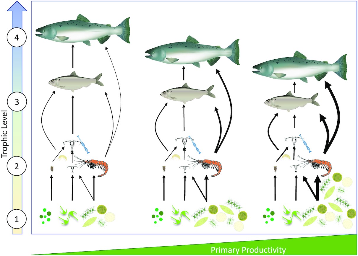 Marine food webs | PelagicEcosystems